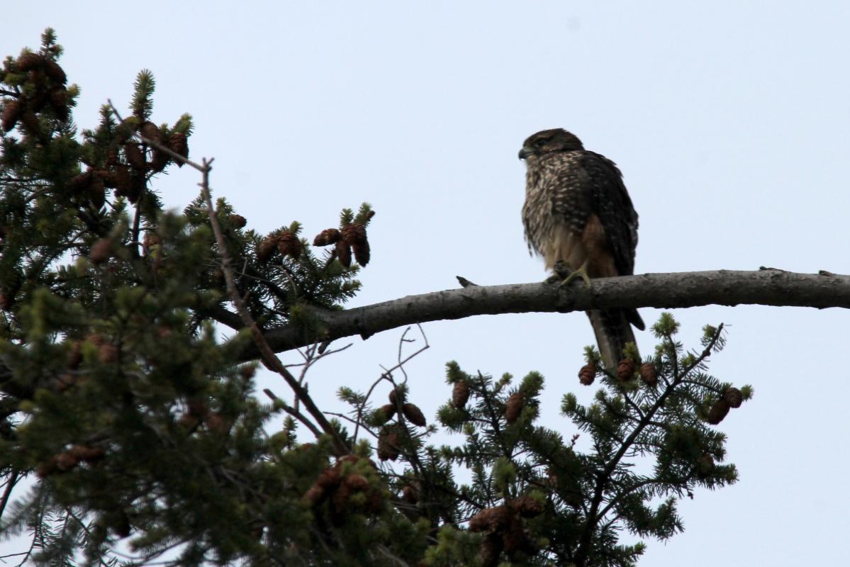 New Zealand Falcon (Falco novaeseelandiae), Queenstown, Queenstown, Otago, New Zealand, 2014-03-08 New Zealand Falcon (Falco novaeseelandiae)